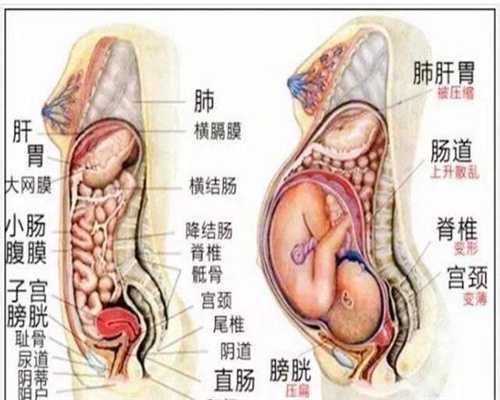 北京有代孕的中介吗_b超单子怎么看
