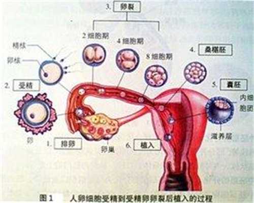 北京代孕哪个医院好_人流后10天来月经了正常吗