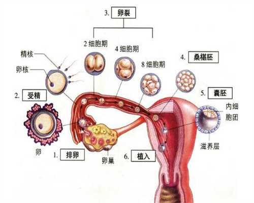 北京代孕机构那里找_子宫发育小会不会怀孕