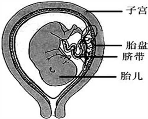北京代孕生男孩费用_怀孕26周体重增加多少正常