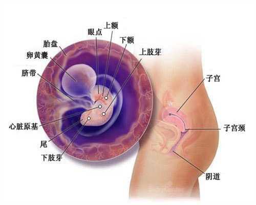 代孕的过程_怎么计算女人的排卵期