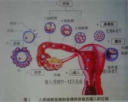 北京代孕费用多少费用_怀孕期间如何预防妊娠纹