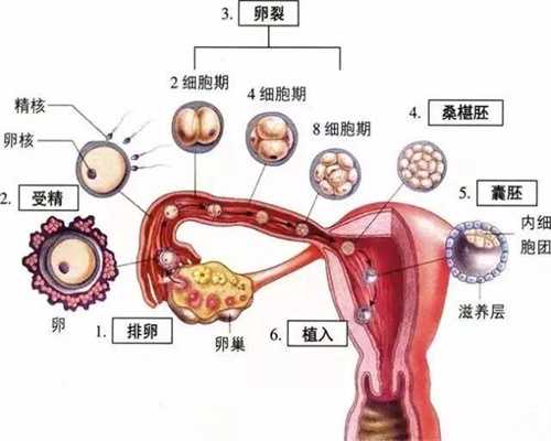 北京代孕中心_一岁宝宝尿黄怎么回事？