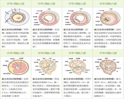 北京2020代孕生子价格_怀孕36周胎动减少且轻